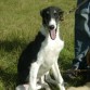 Yaros!!! mi cachorro Borzoi